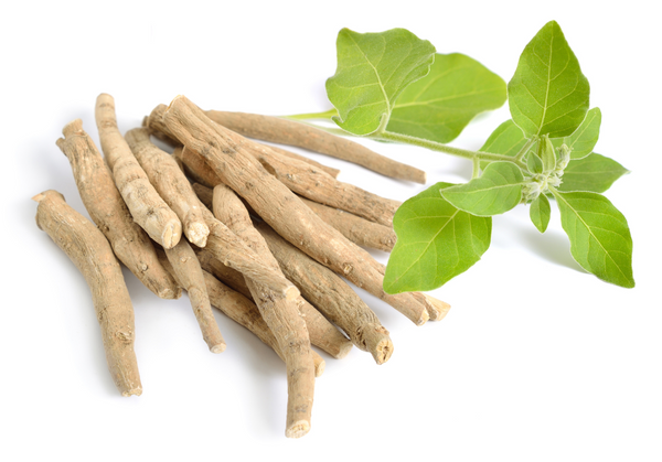Ashwagandha Extract