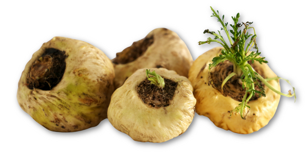 Maca Extract