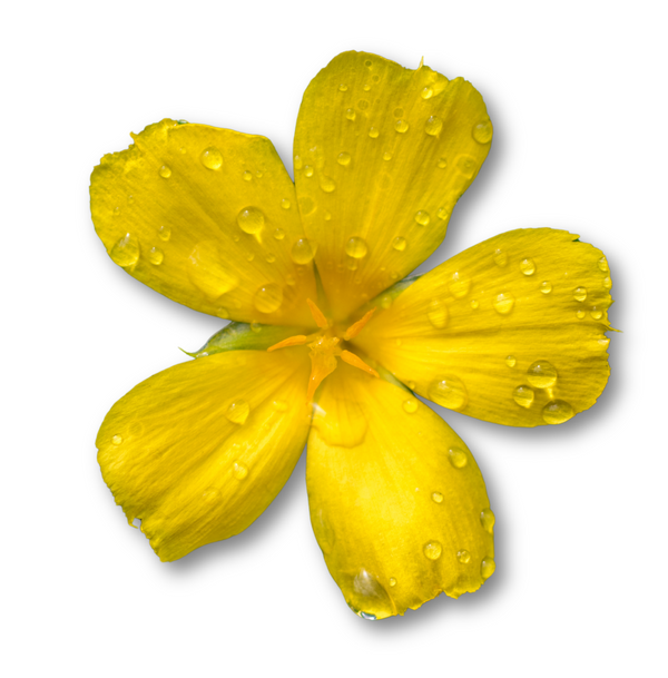 Damiana Extract